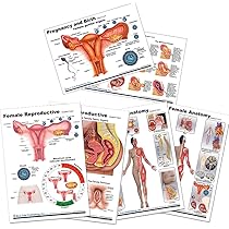 実習解剖学　絶版 Amazon.co.jp: Blue Tree Publishing 女性の解剖学 生殖解剖学